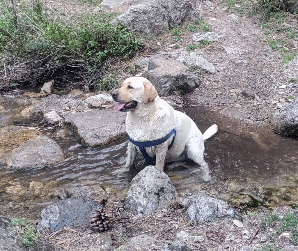 Luna in her natural pool